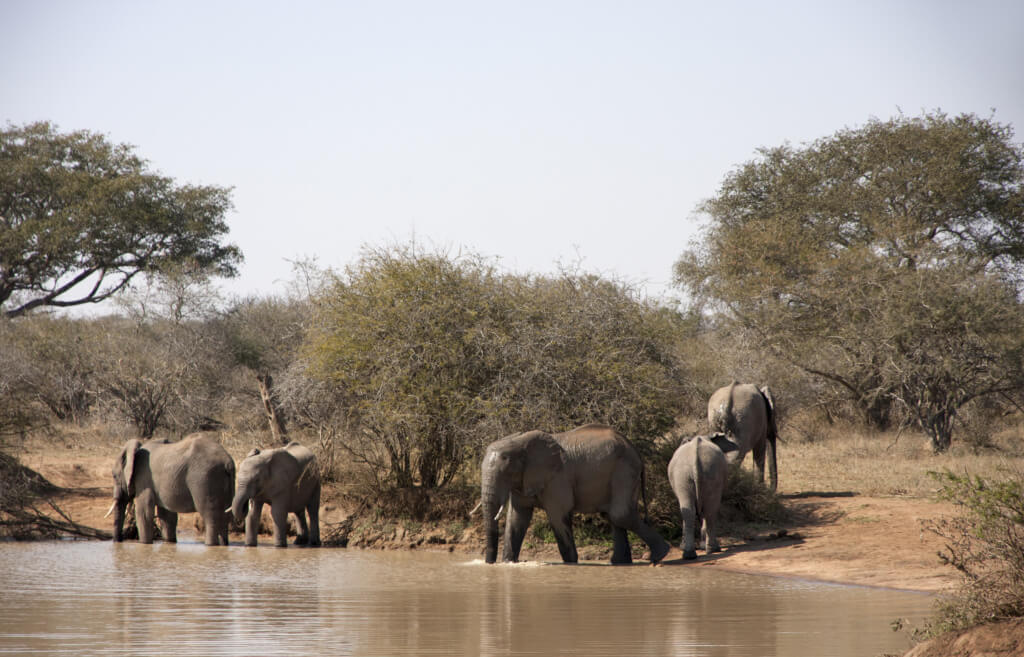 Elefantes en África - Sueños viajeros