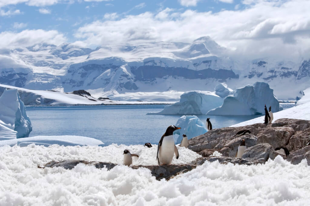 Pingüinos en la Antártica - Sueños viajeros