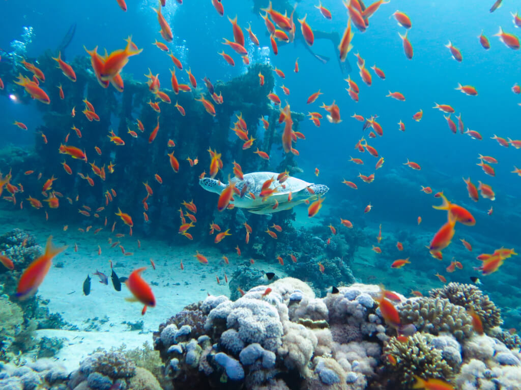 Las profundidades del mar Rojo - Sueños viajeros
