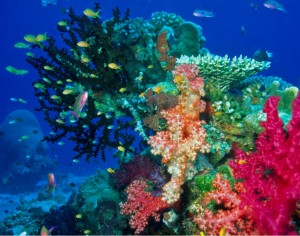 Imagen del fondo del mar en Kiribati