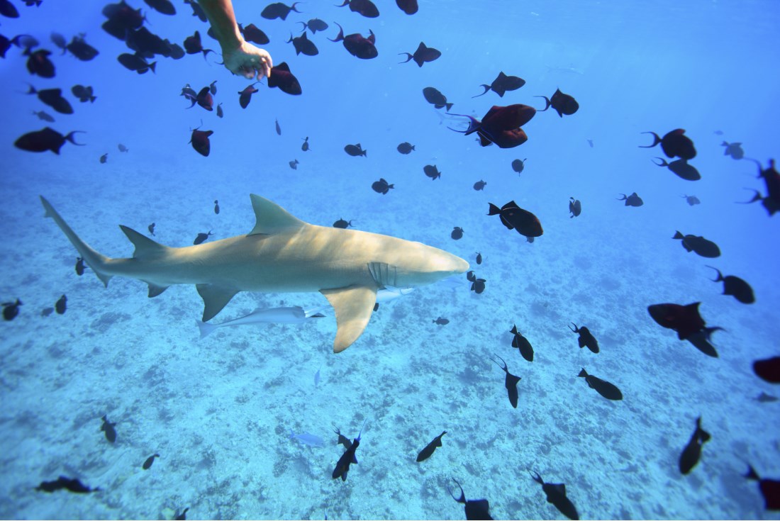 Tiburones lemon sharks