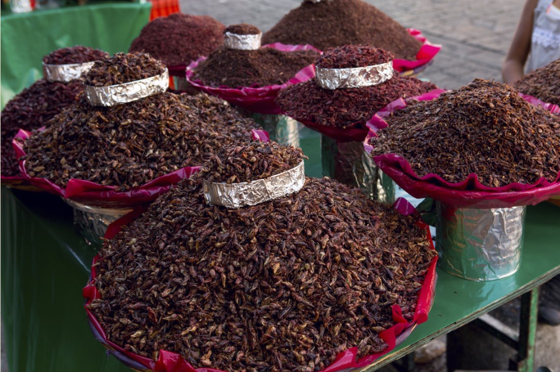 En México, los chapulines son una delicia culinaria - Sueños Viajeros