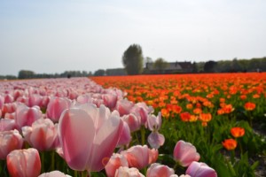Primer plano de tulipanes rosados, con tulipanes naranjos de fondo