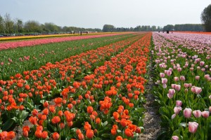 Campo de tulipanes naranjos, rosados y amarillos