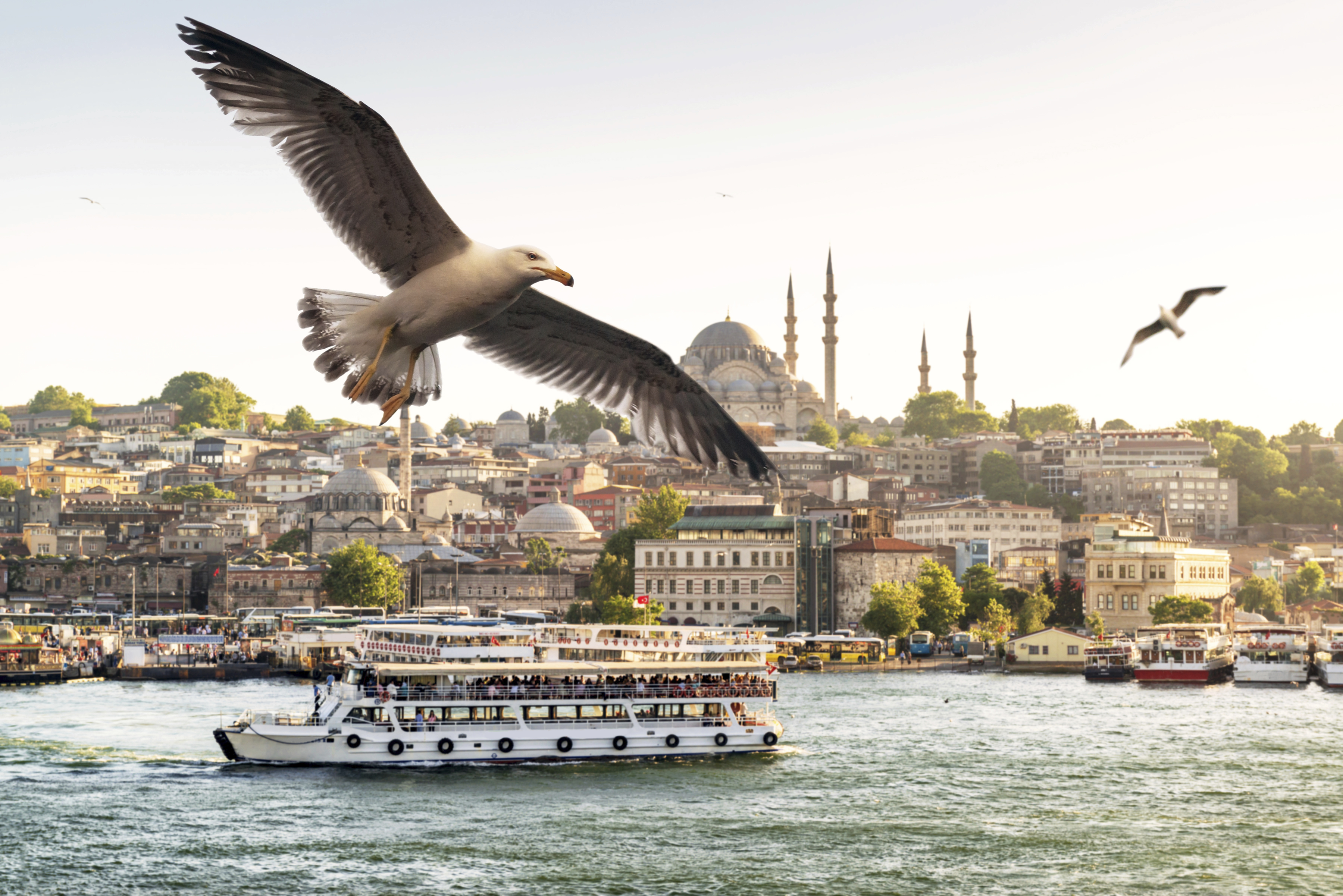 Ave volando sobre Estambul