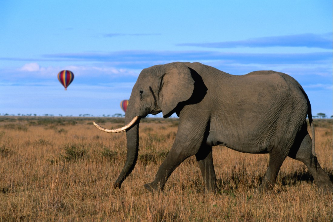 Vuelo en globo sobre Maasai Mara - Sueños Viajeros