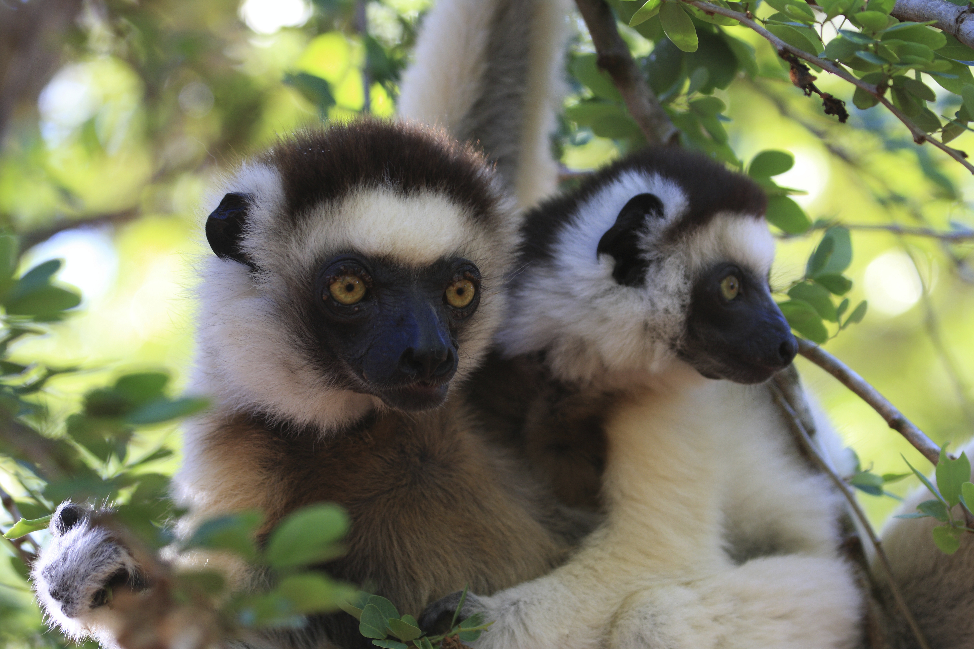 Lemures en Madagascar