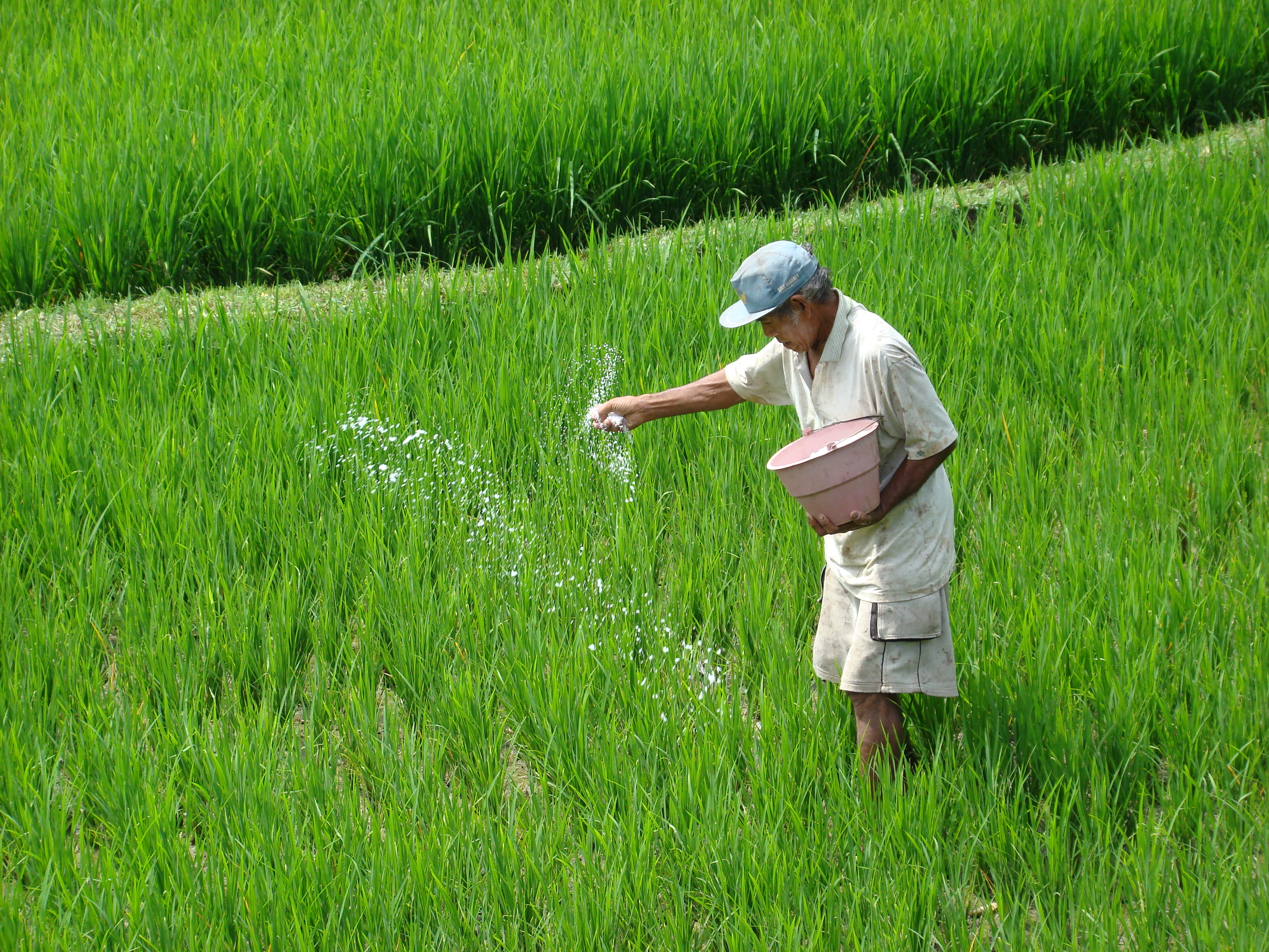 Hombre sembrando arroz en los campos de Bali