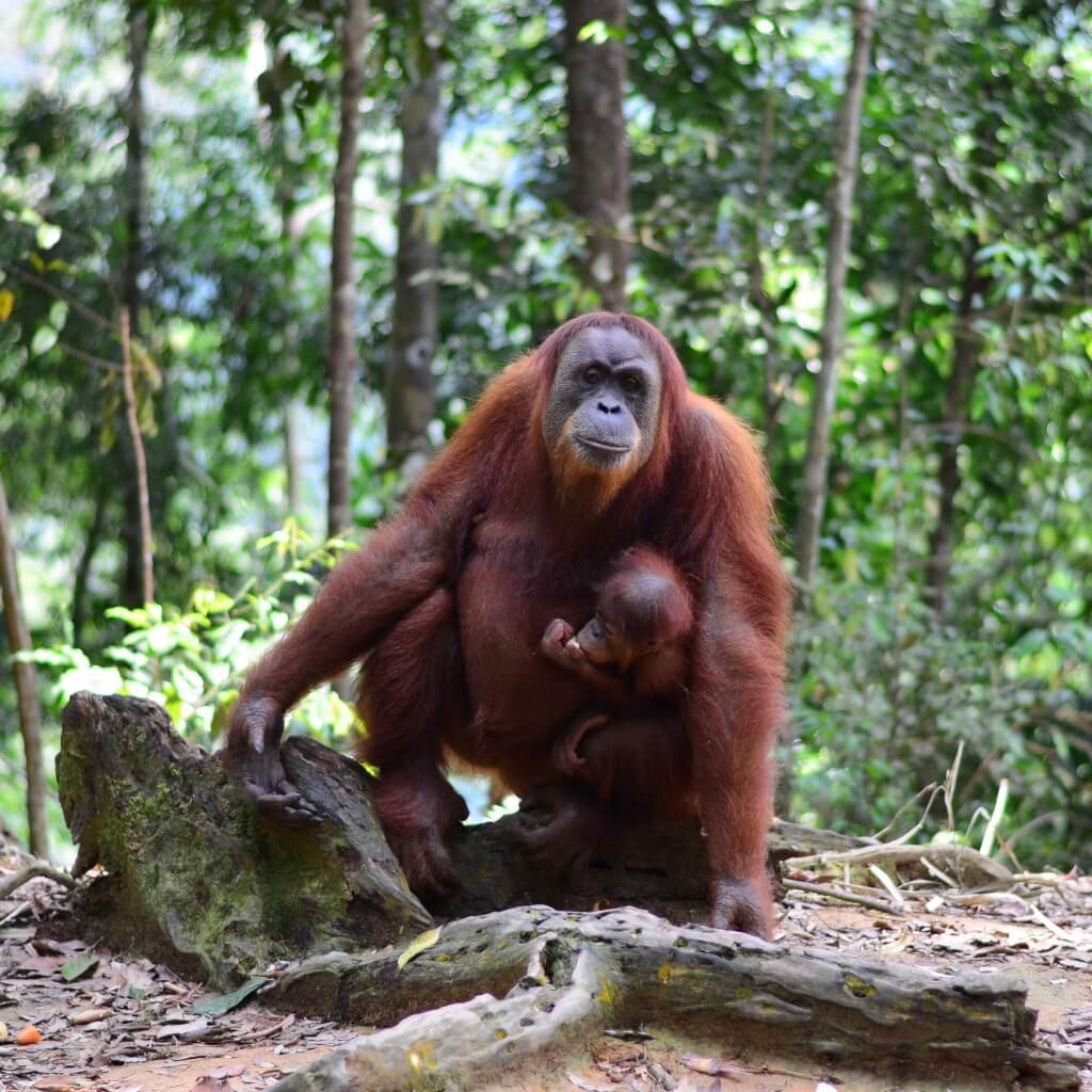 Orangutanes en Bukit Lawang