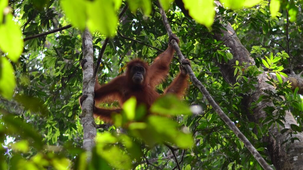 Orangutanes en el Parque Nacional Bukit Lawang