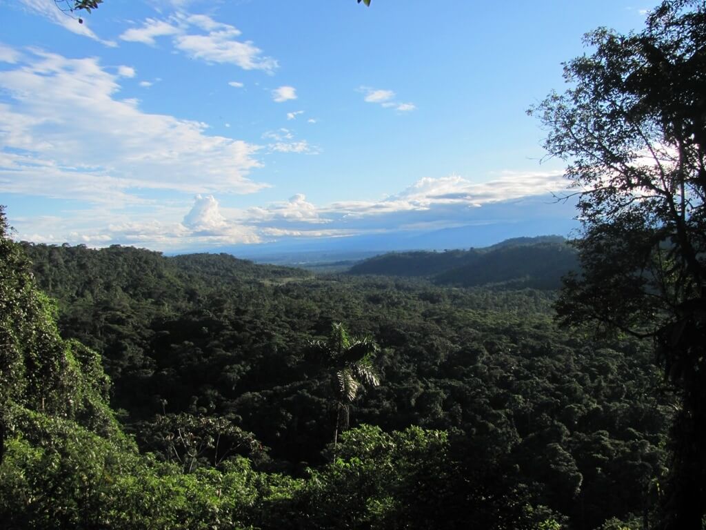 Selva ecuatoriana
