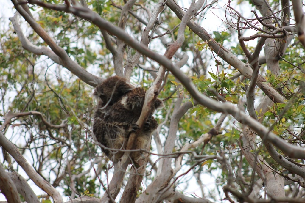 Koalas en un árbol