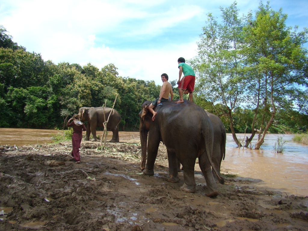Elefantes en el río de Laos