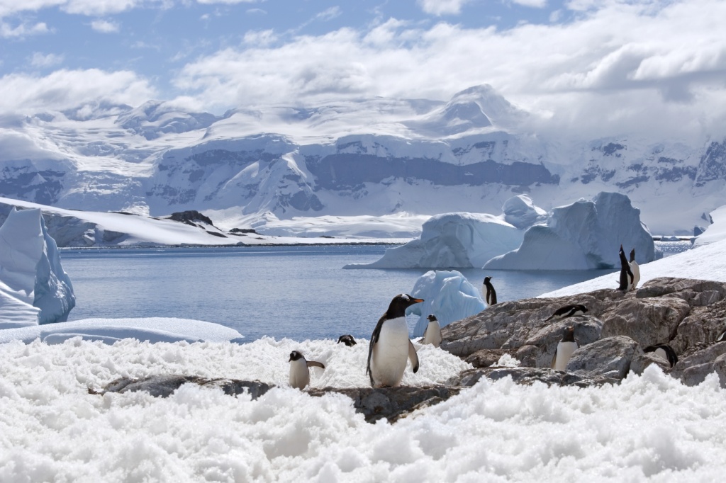 Pingüinos en la Antártica