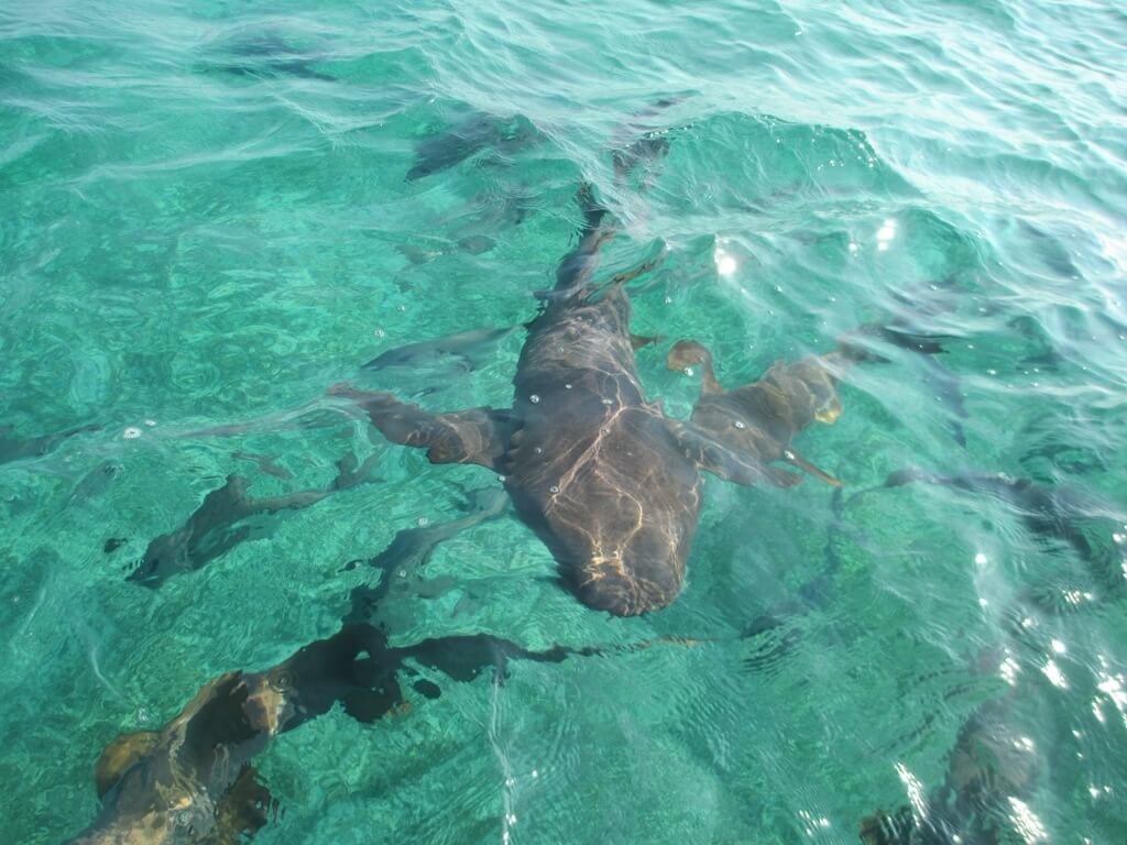 Tiburones en el arrecife de Belice