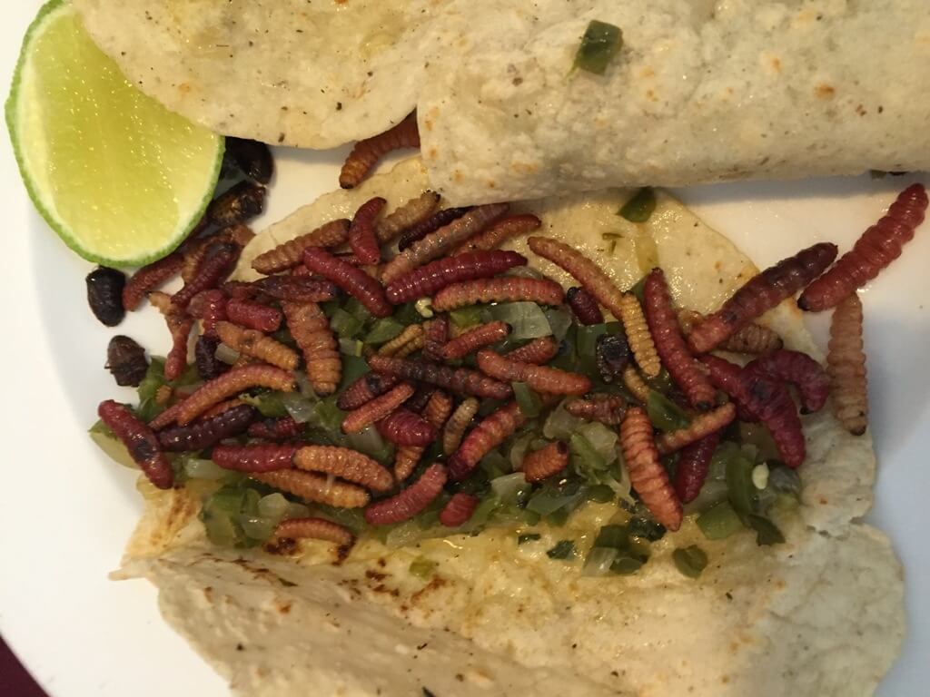 Taco con chinicuiles en Ciudad de México