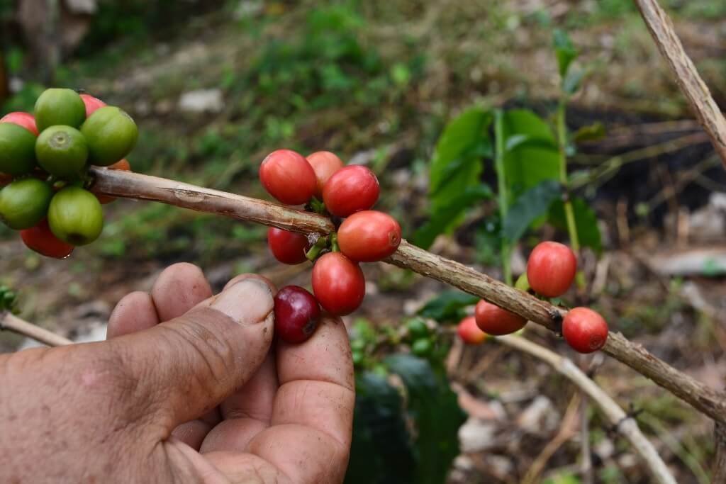 Granos de café colombiano