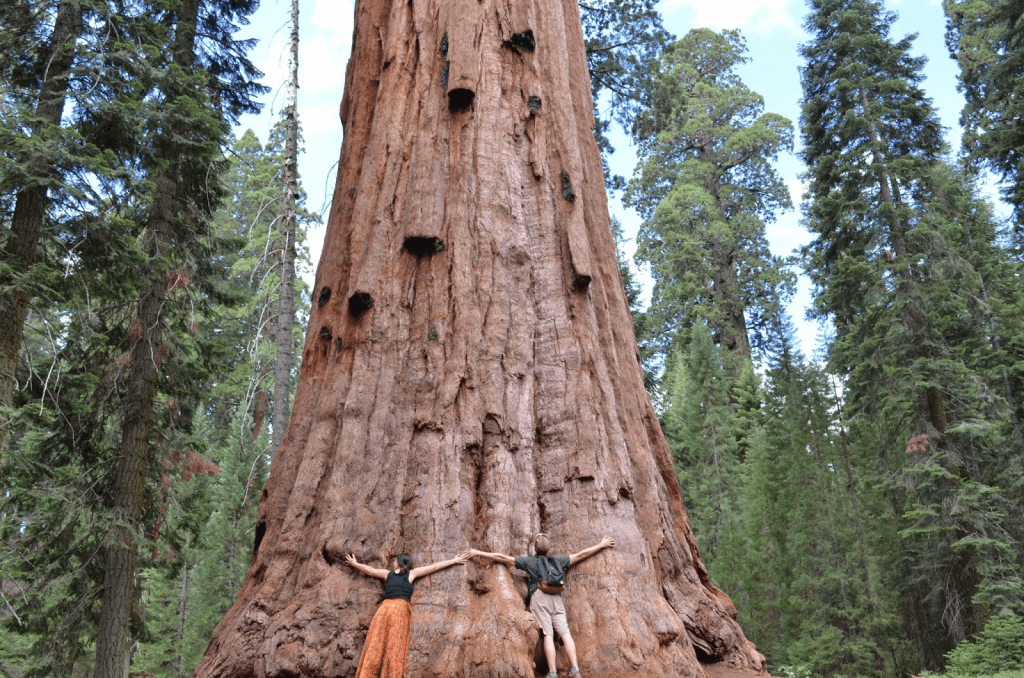 Secuoia National Park, California, Estados Unidos