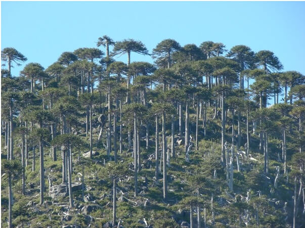 Cayucupil, Chile