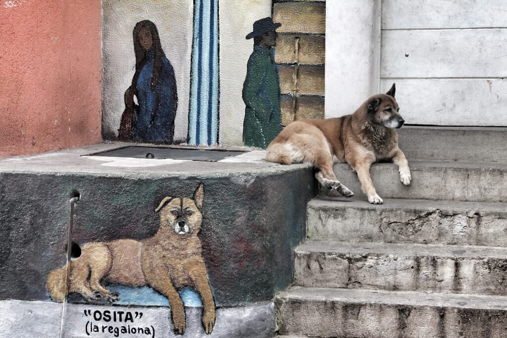 Perro en cerro Cordillera, Valparaíso, Chile