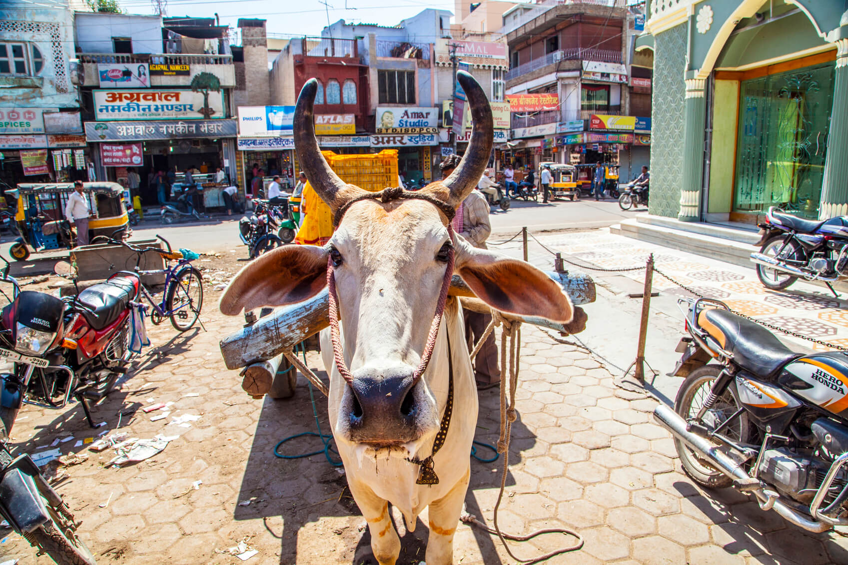 Vaca en Delhi, India
