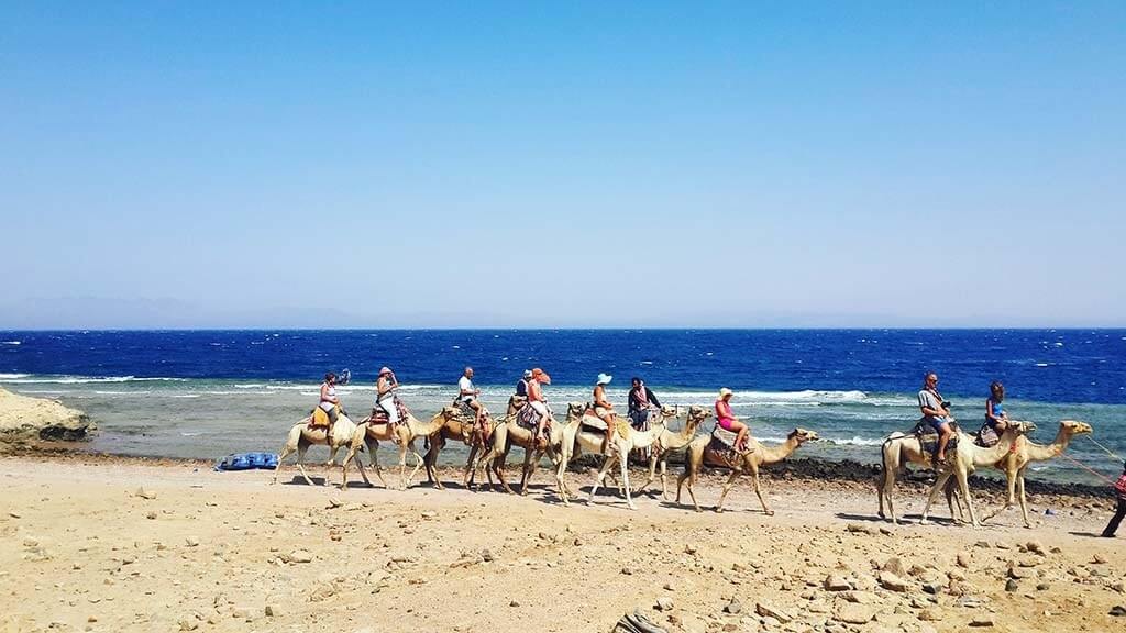 Camellos en la playa, Egipto