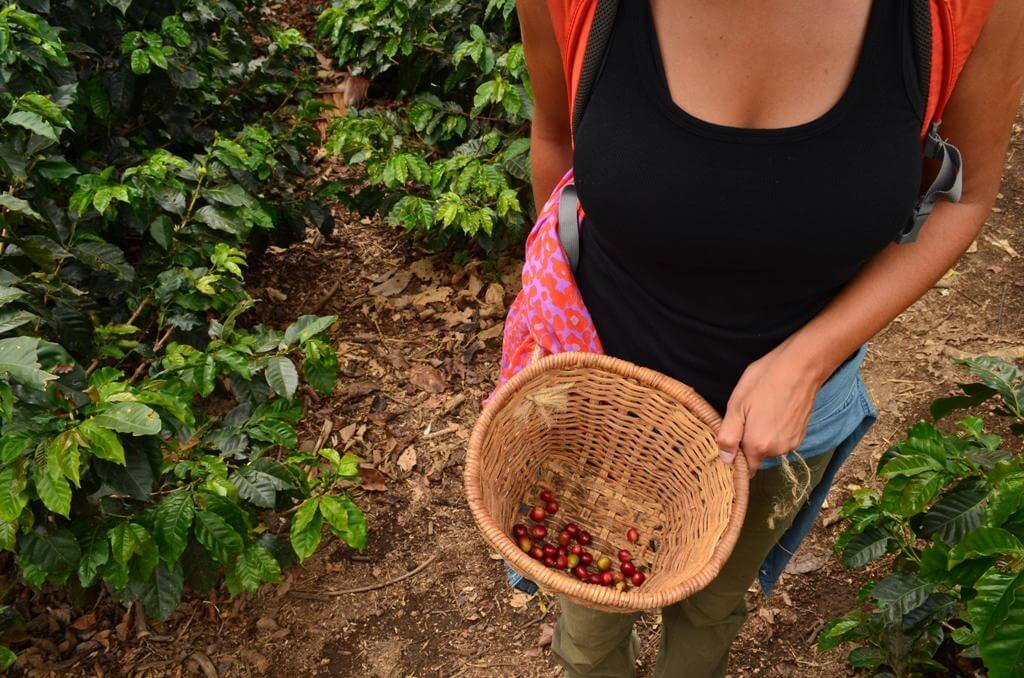 Finca El Ocaso, Colombia