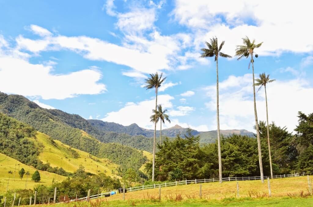 Valle de Cocora, Colombia