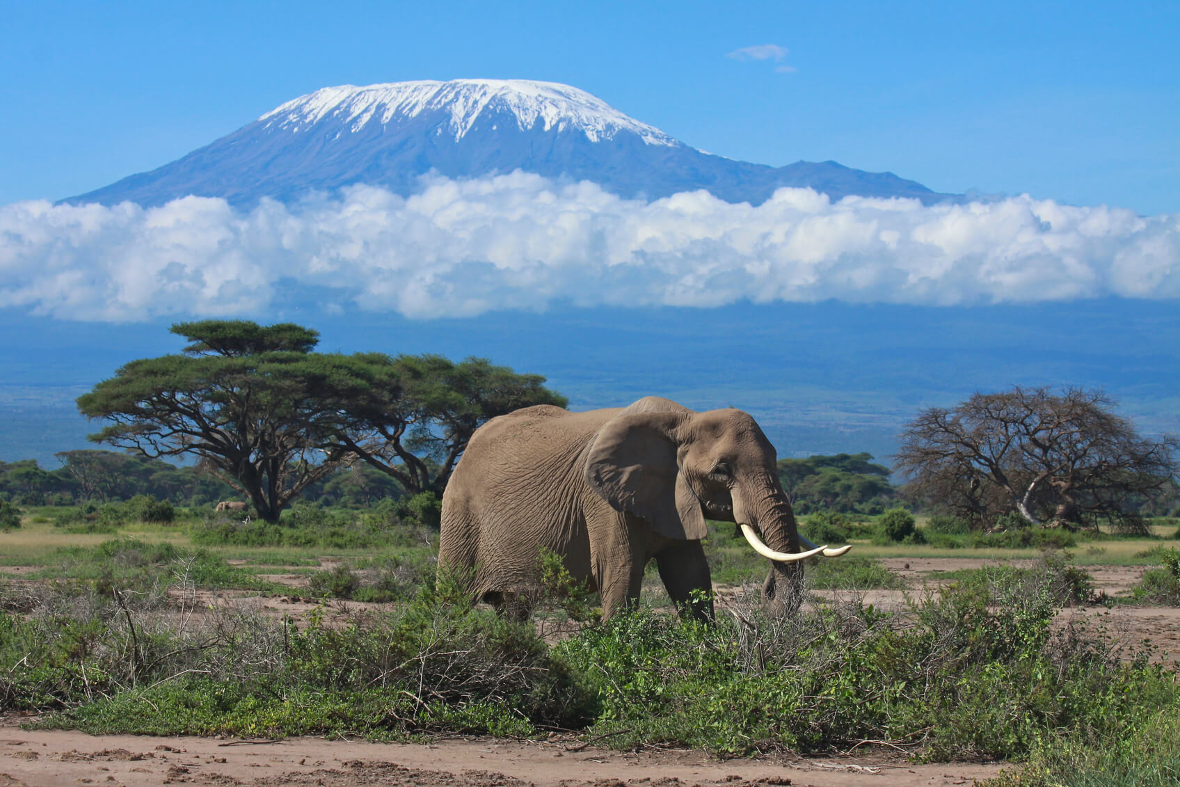 Amboseli. Kenia