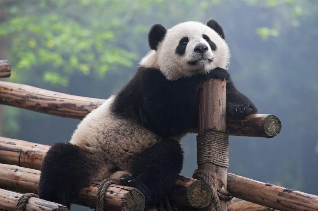 Oso panda - Sueños Viajeros