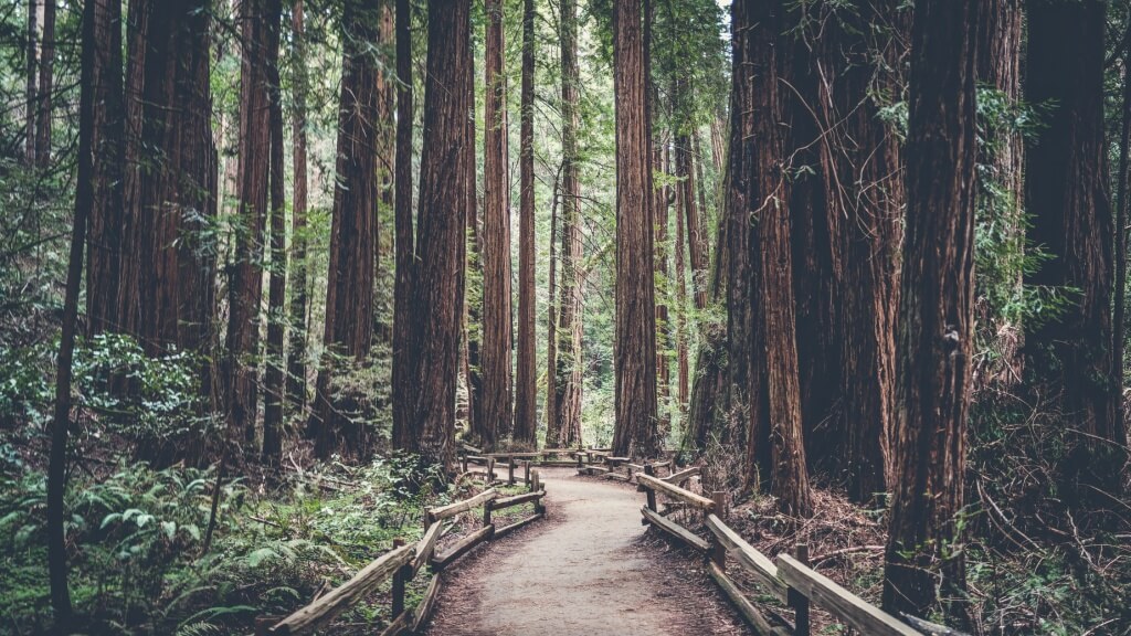 Redwood National Park, Estados Unidos