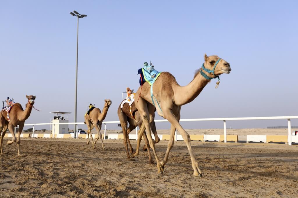 Carrera de camellos