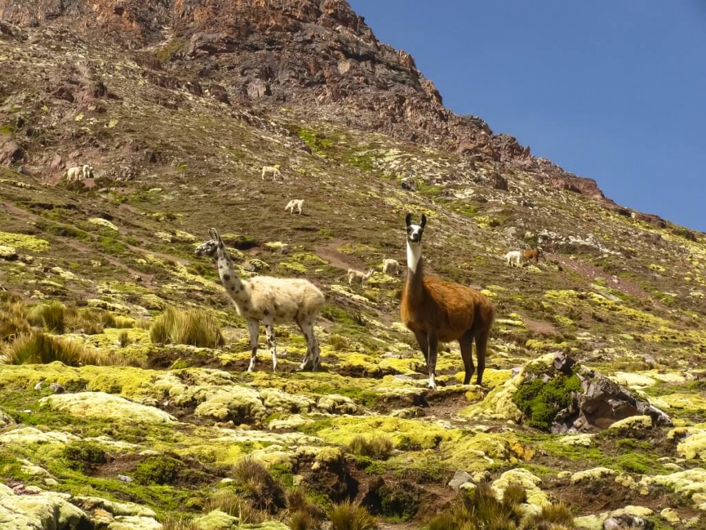 Llamas en Ausangate, Perú