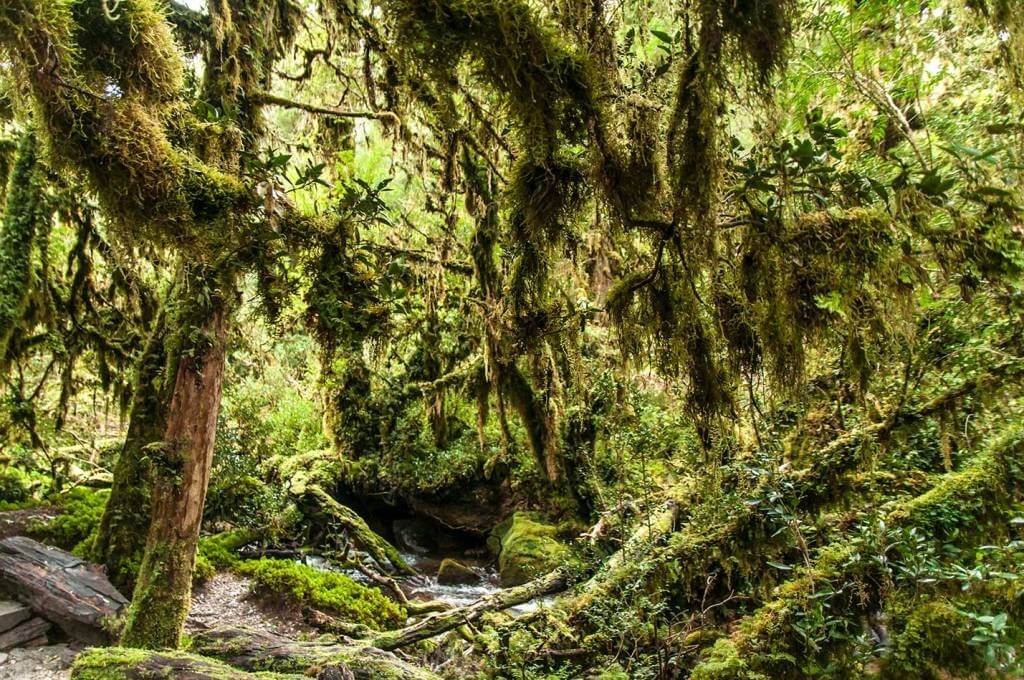 Bosque en el Parque Nacional Queulat, Chile