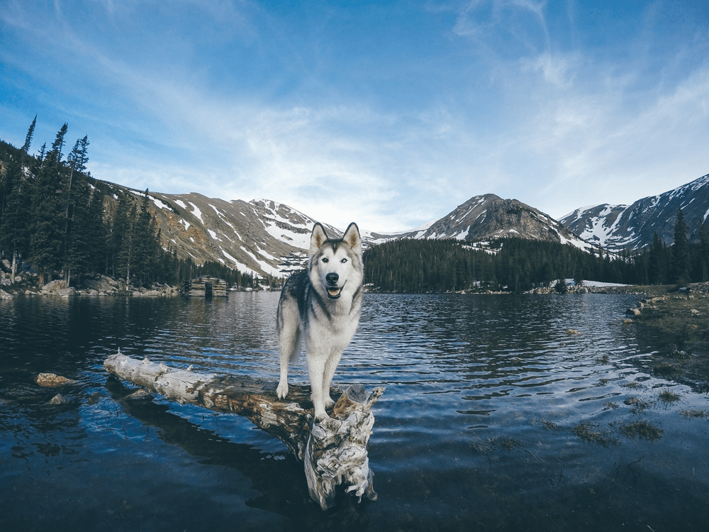 Loki the wolfdog