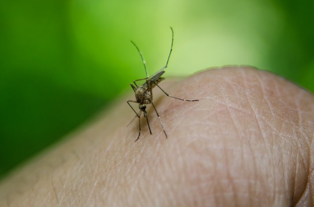 Mosquito Aedes Africanus