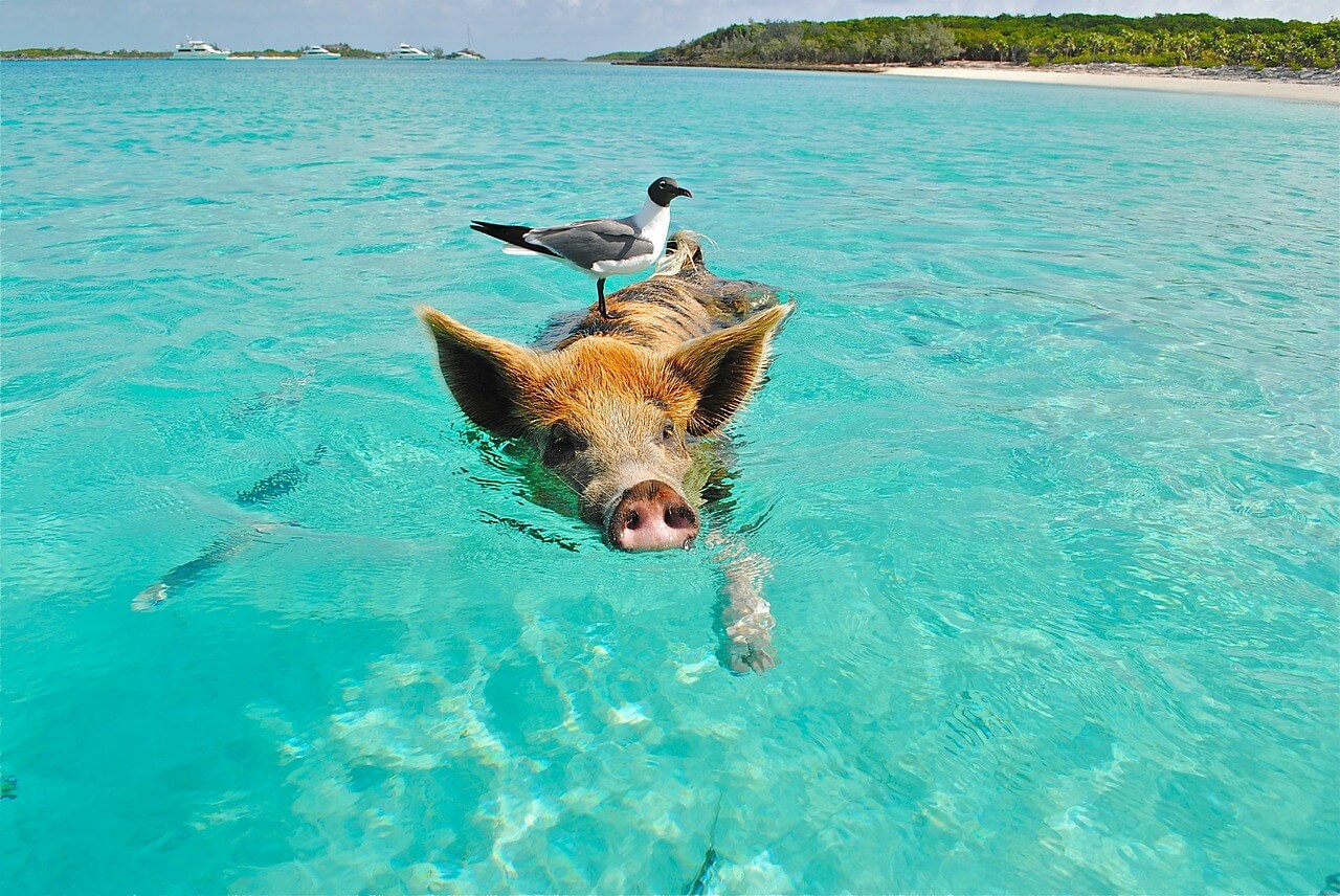 Cerditos nadadores en Big Major Cay, Bahamas