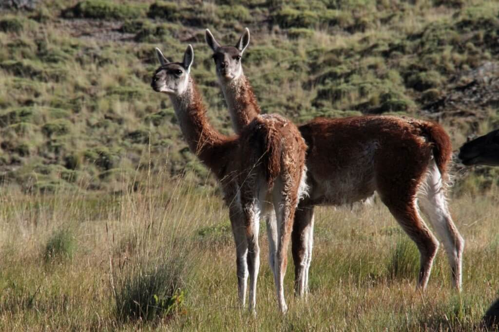 Guanacos en la Patagonia chilena