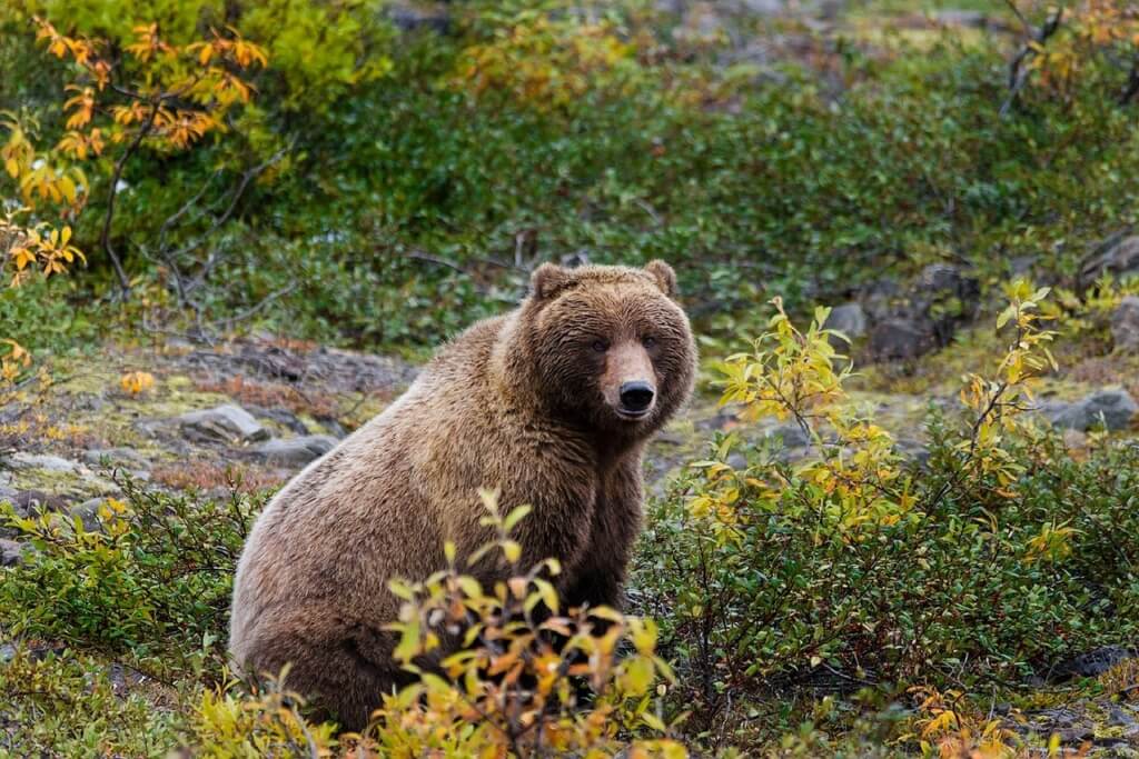 Oso grizzly en Alaska, Estados Unidos