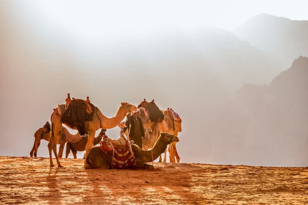Camellos en Jordania