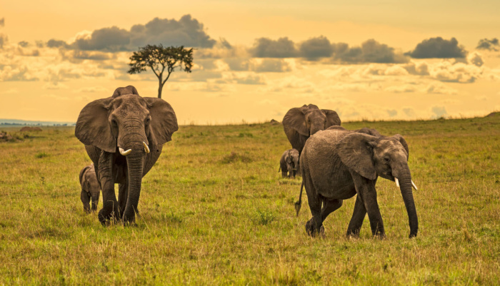 Parque Nacional Serengueti (Tanzania)