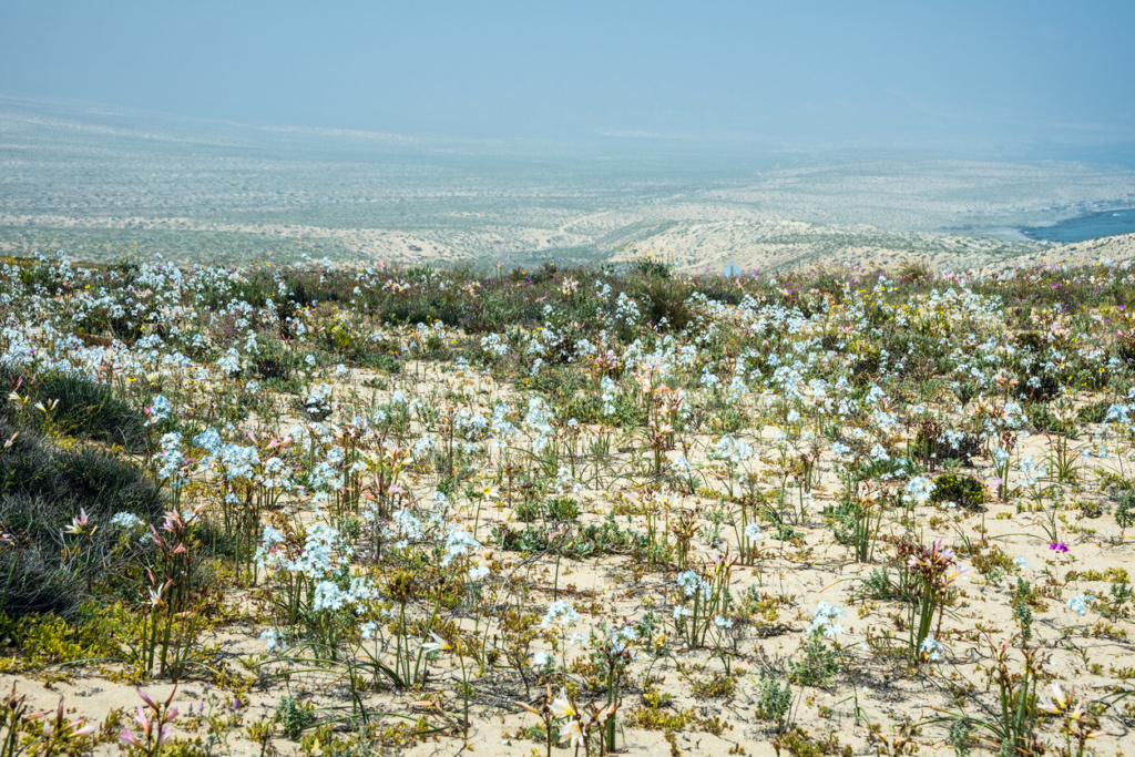 Desierto florido, Chile