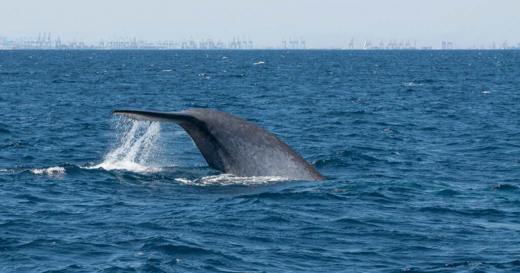 Ballena azul - Sueños viajeros