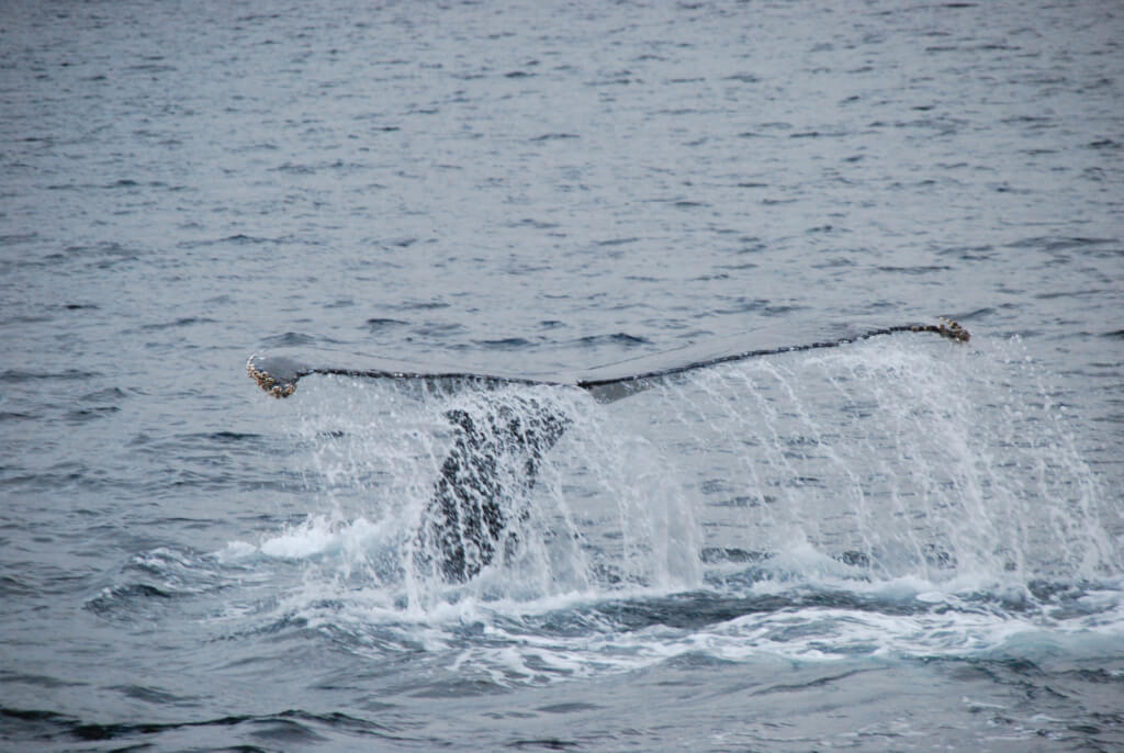 Ballena jorobada en Magallanes