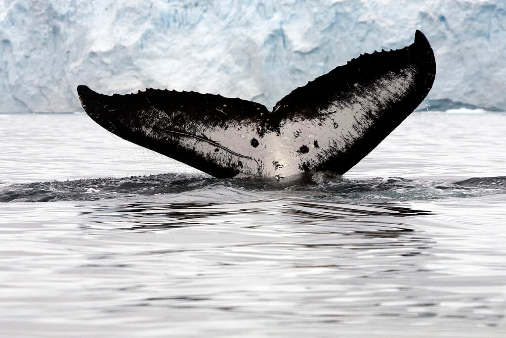 Ballena minke en la Antártica