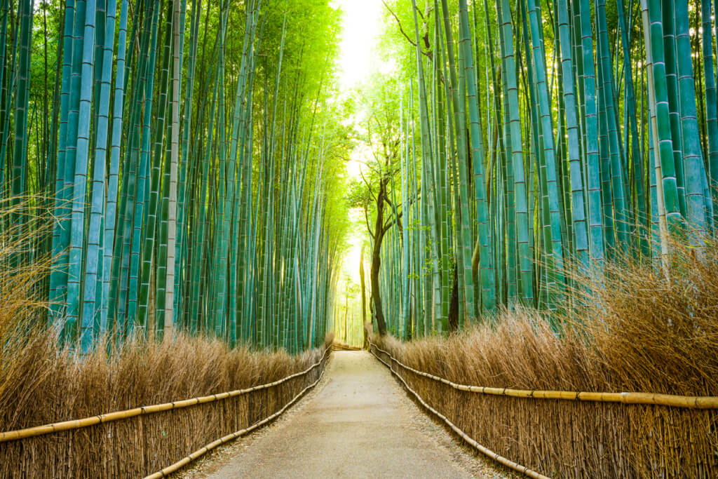 Bosque de bambú - Sueños viajeros