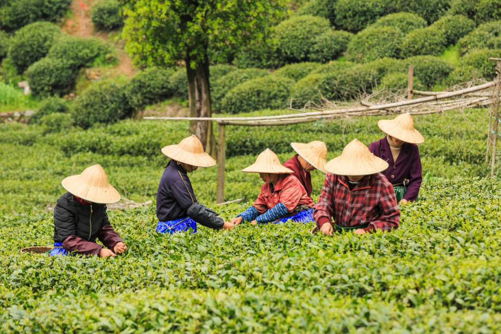 Campos de té en China - Sueños viajeros