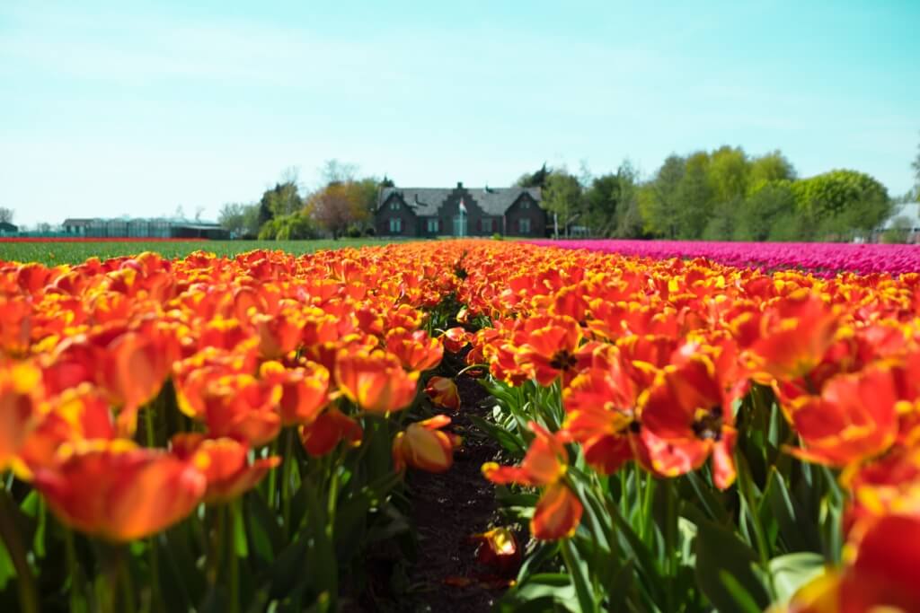 Campo de tulipanes - Sueños viajeros