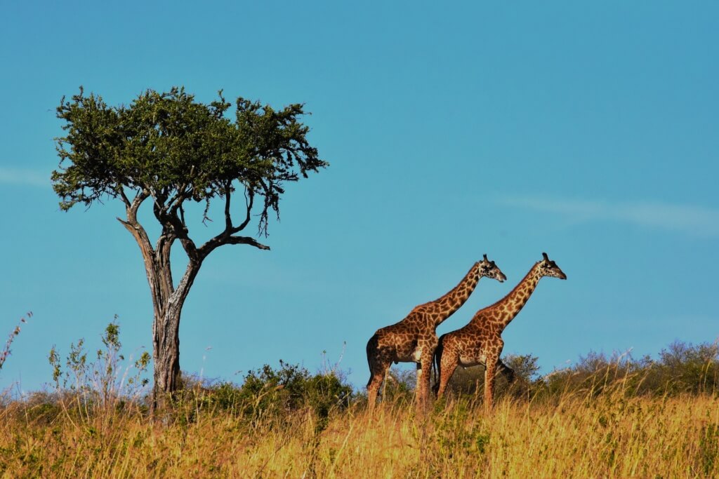 ¿Te imaginas viendo jirafas en Serengueti? - Sueños Viajeros