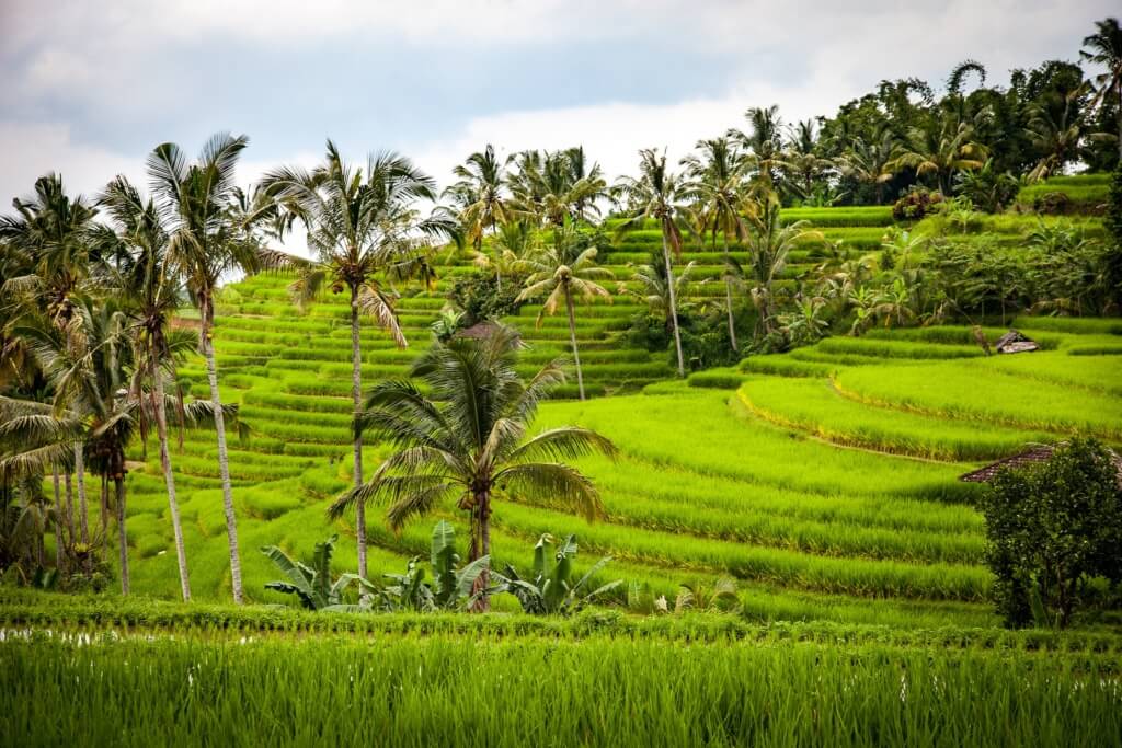 ¿Te gustaría aprender a cosechar arroz de mano de locales? - Sueños Viajeros